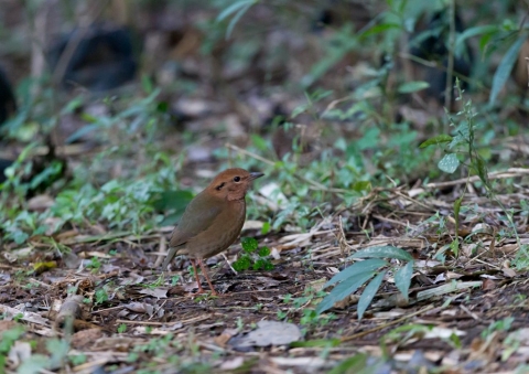チャガシラヤイロチョウ6