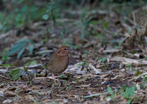 チャガシラヤイロチョウ8