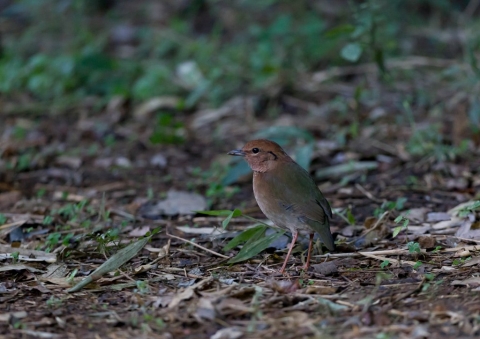 チャガシラヤイロチョウ9