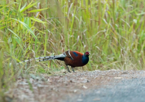 ビルマカラヤマドリ1