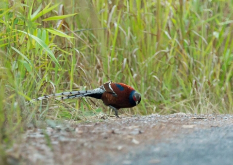 ビルマカラヤマドリ3