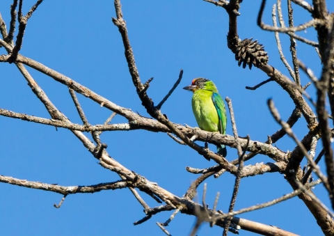 キンノドゴシキドリ1