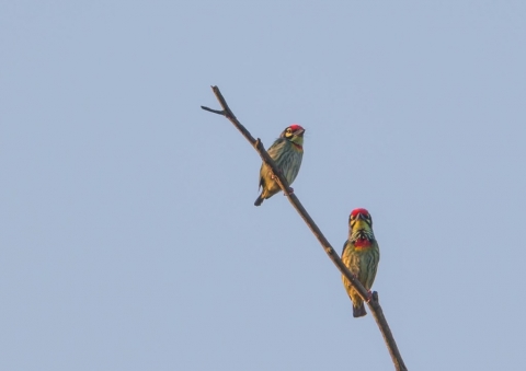 ムネアカゴシキドリ2