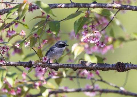 ヤマザキヒタキ2