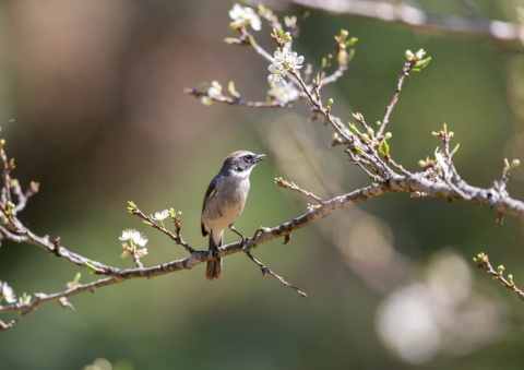 ヤマザキヒタキ4