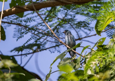 ロクショウヒタキ2