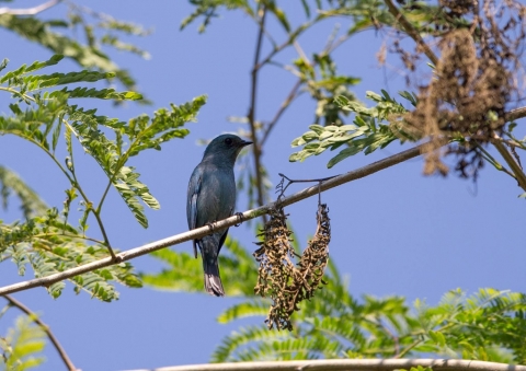 ロクショウヒタキ6