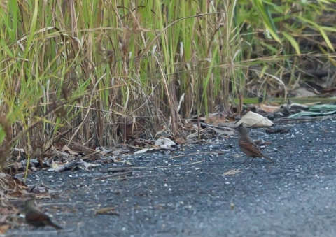 レンジャクノジコ10