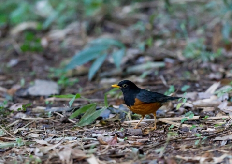 ムナグロアカハラ2