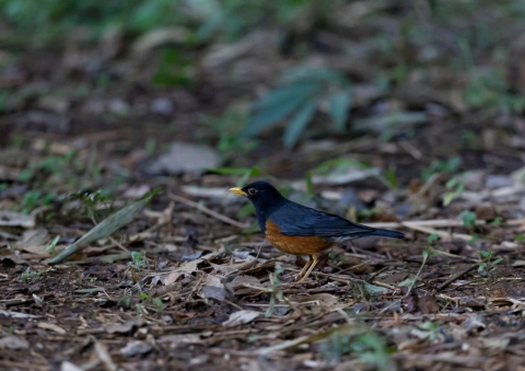 ムナグロアカハラ4