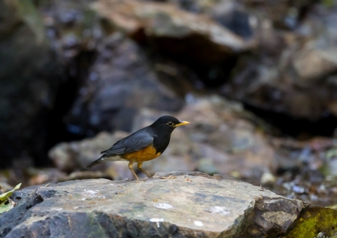 ムナグロアカハラ6