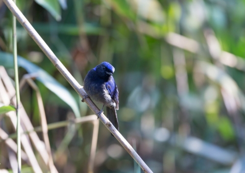 オオアオヒタキ6