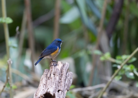 ヒマラヤルリビタキ5