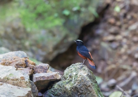 シロボウシカワビタキ2