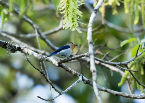 サファイアヒタキ1