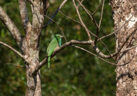 アオムネハチクイ3