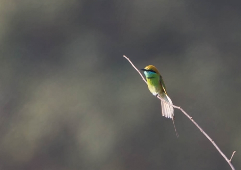 ミドリハチクイ2