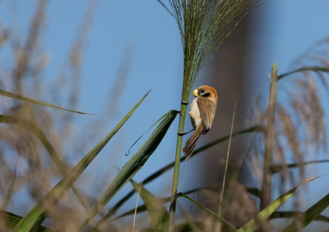 ミミグロダルマエナガ1