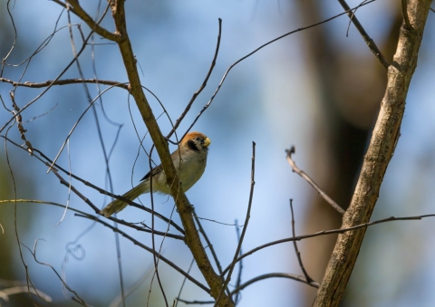 ミミグロダルマエナガ6