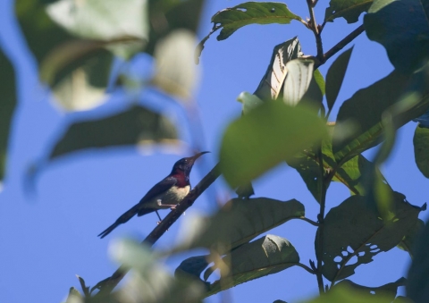 ムナグロタイヨウチョウ2