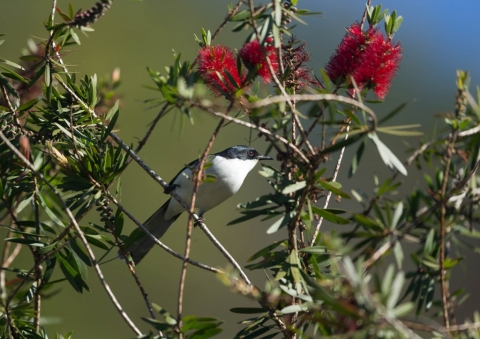 シロクロウタイチメドリ1