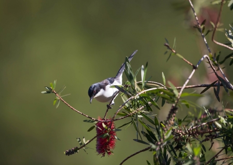 シロクロウタイチメドリ2