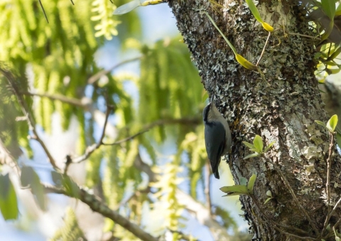 オニゴジュウカラ7
