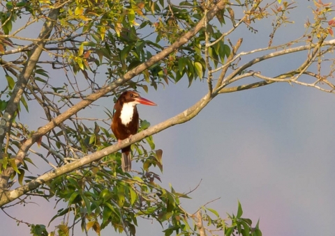 アオショウビン2