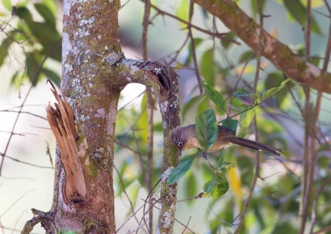 メジロシマドリ1
