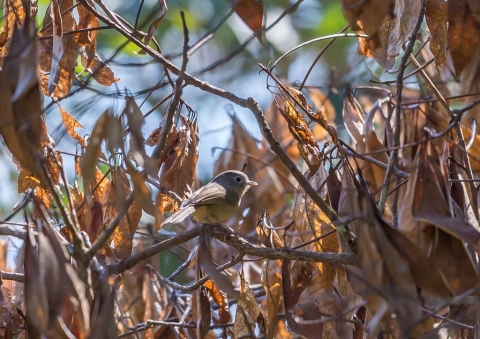 メジロチメドリ1