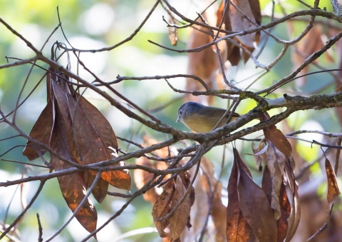 メジロチメドリ2