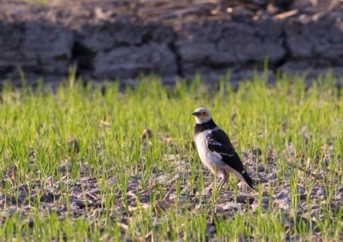 クビワムクドリ1