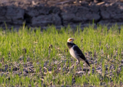 クビワムクドリ3