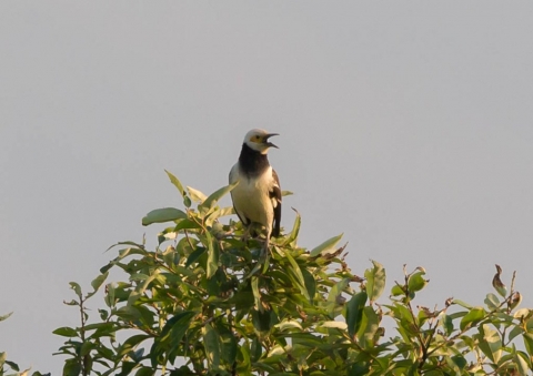 クビワムクドリ6