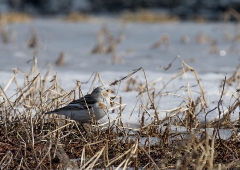 ユキホオジロ26