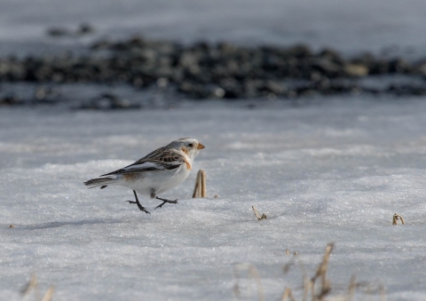 ユキホオジロ27