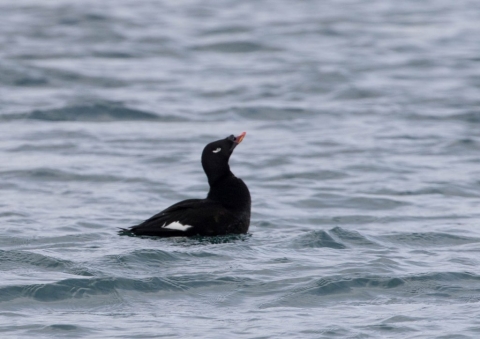 ビロードキンクロ2