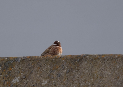 シラガホオジロ5