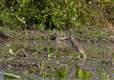 アカガシラサギ2