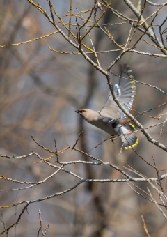 キレンジャク53