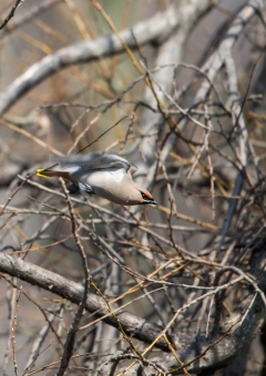 キレンジャク58