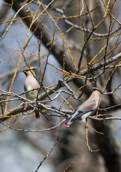 ヒレンジャク10