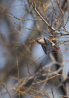 ヒレンジャク52