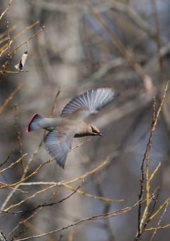 ヒレンジャク54