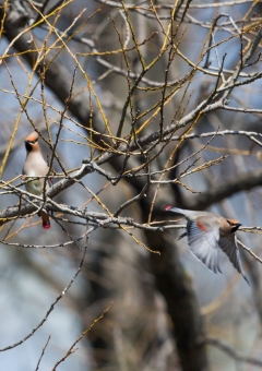 ヒレンジャク59