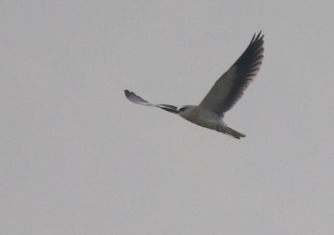 カタグロトビ14