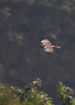 マダラチュウヒ11