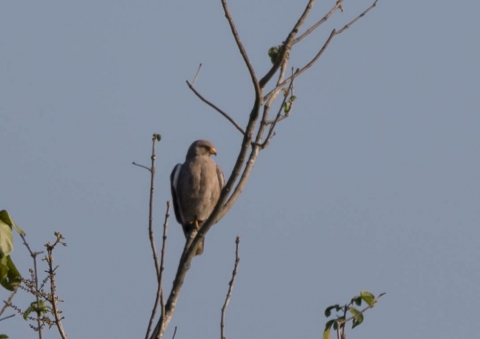 チャバネサシバ5