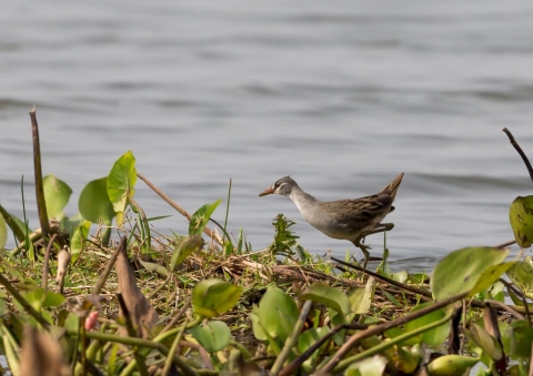 マミジロクイナ3