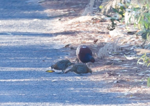 ウンナンジュケイ1